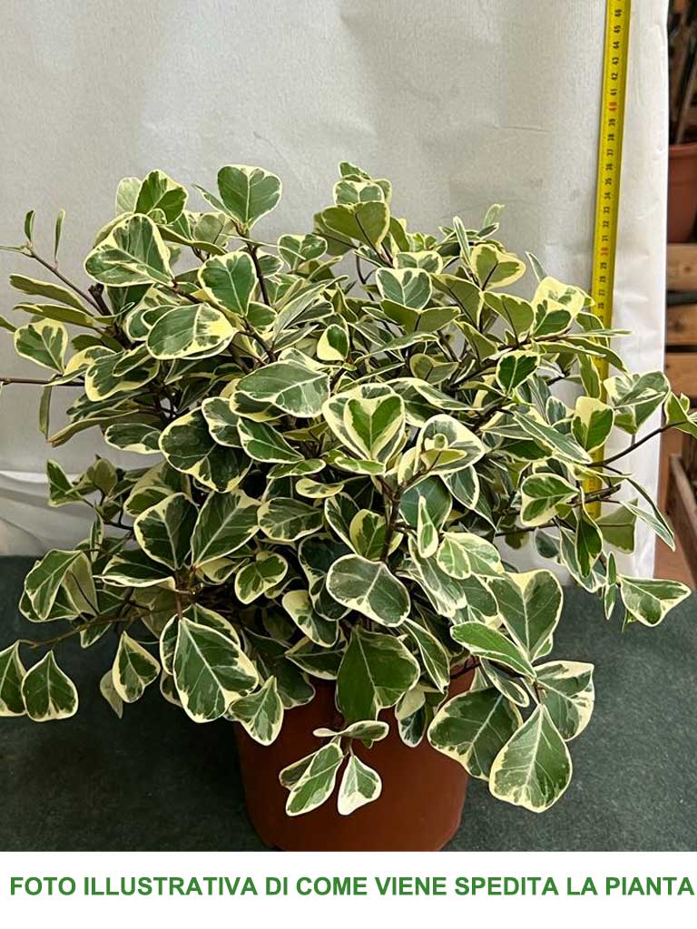 FICUS TRIANGULARIS VARIEGATO VASO 20CM