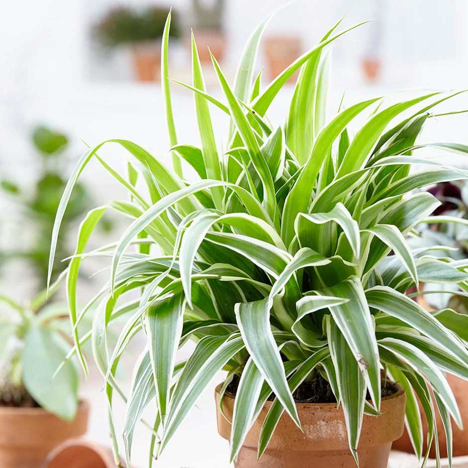CHLOROPHYTUM COMOSUM OCEAN VASO 12CM