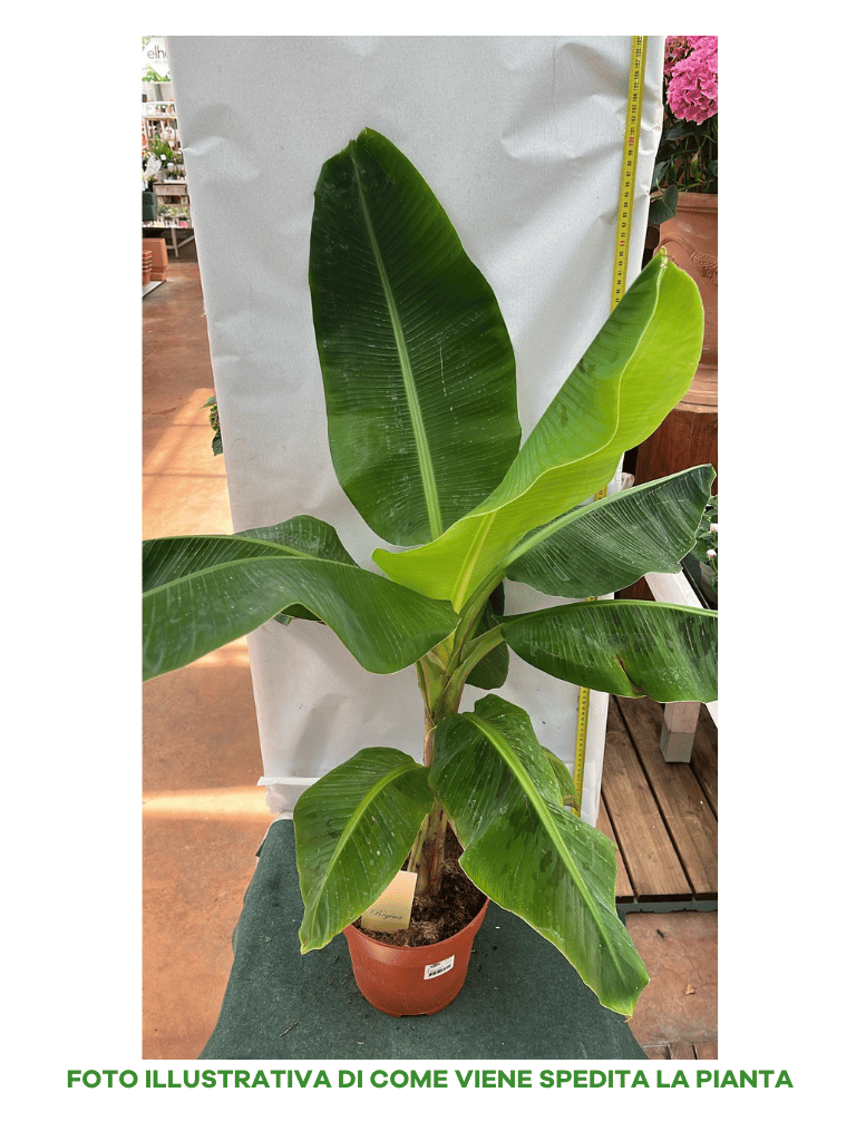 MUSA ACUMINATA DWARF CAVENDISH BANANO VASO 20CM