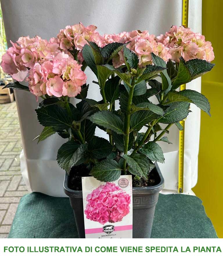 ORTENSIA HYDRANGEA MACROPHYLLA FROUFROU ROSE VASO 21CM