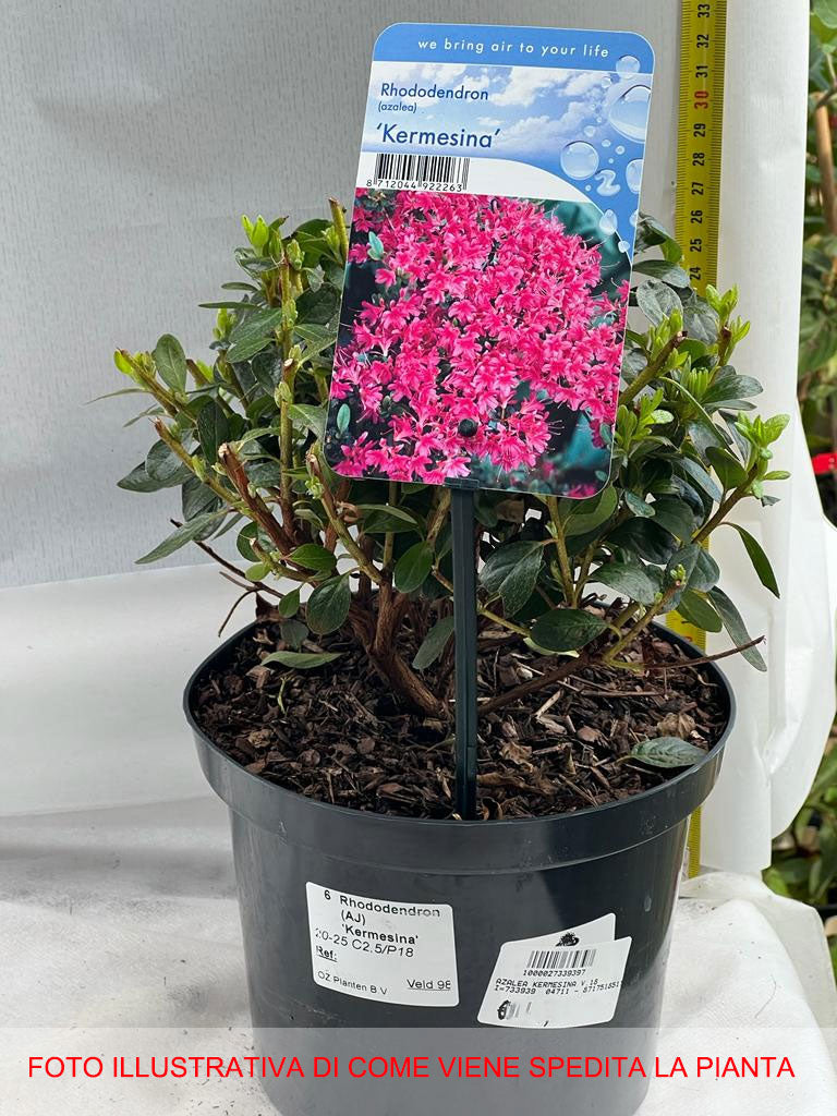 AZALEA JAPONICA RUSTICA KERMESINA VASO 18CM