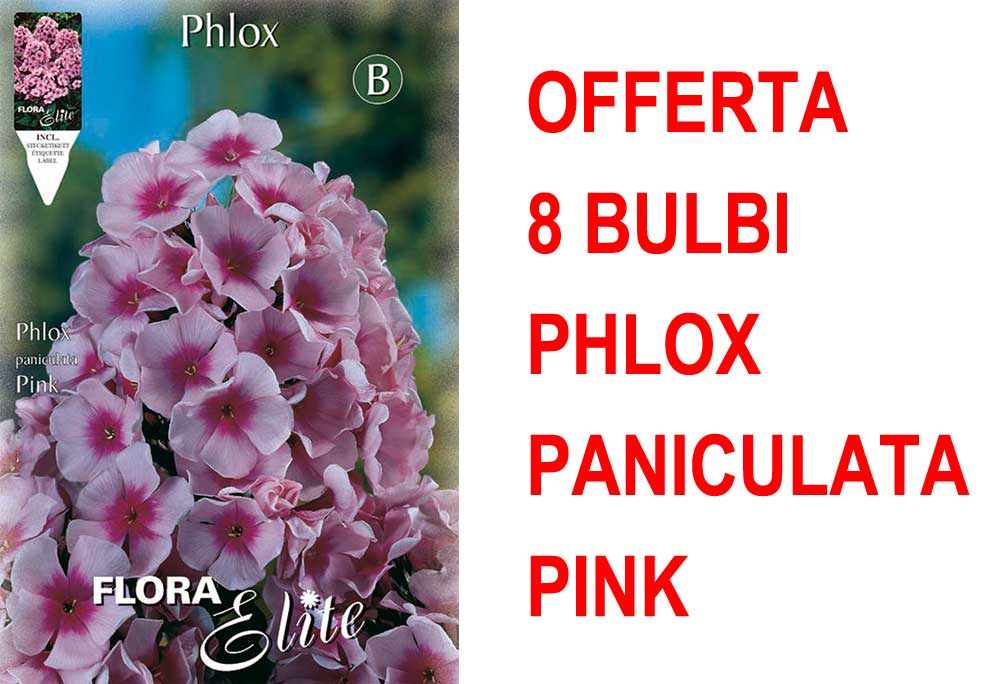 OFFERTA 8 BULBI PHLOX ROSA