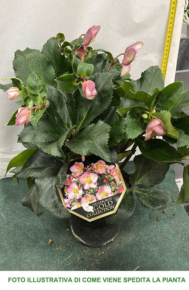 HELLEBORUS ICE N’ ROSES EARLY ROSE ROSA DI NATALE VASO 15CM