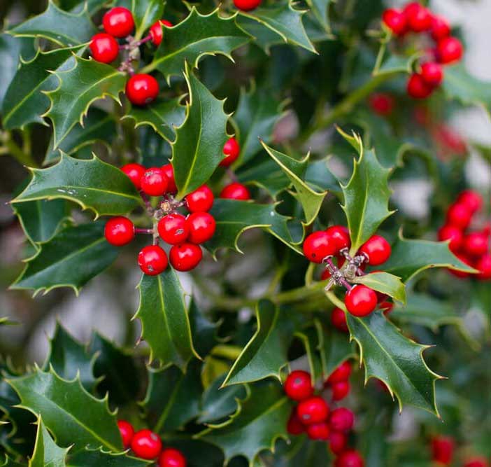 ILEX AGRIFOGLIO VASO 9CM