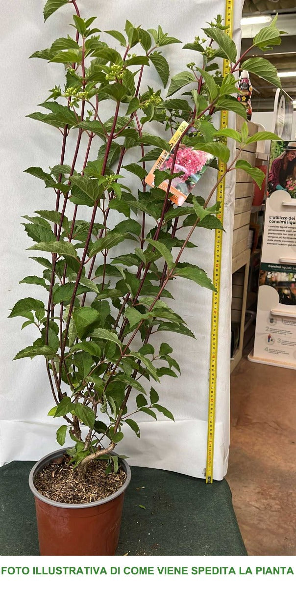 HYDRANGEA ORTENSIA PANICULATA FRAISE MELBA VASO 19CM