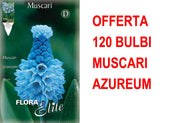 OFFERTA 120 BULBI MUSCARI AZUREUM