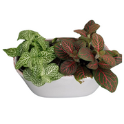 OFFERTA 2 PIANTE DI FITTONIA ASSORTITE IN COPRIVASO CERAMICO 13CM