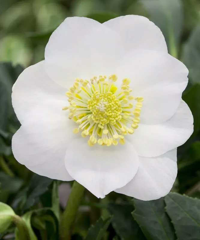 HELLEBORUS WINTERSUN ROSA DI NATALE VASO 27CM