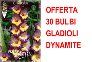 OFFERTA 30 BULBI GLADIOLI A FIORI GRANDI DYNAMITE
