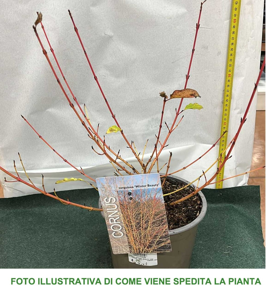 CORNUS SANGUINEA WINTER BEAUTY IN VASO 20CM
