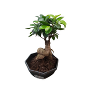 BONSAI FICUS GINSENG VASO CERAMICO 18CM