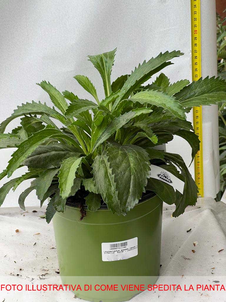 LEUCANTHEMUM MAXIMUM BANANA CREAM VASO 18CM