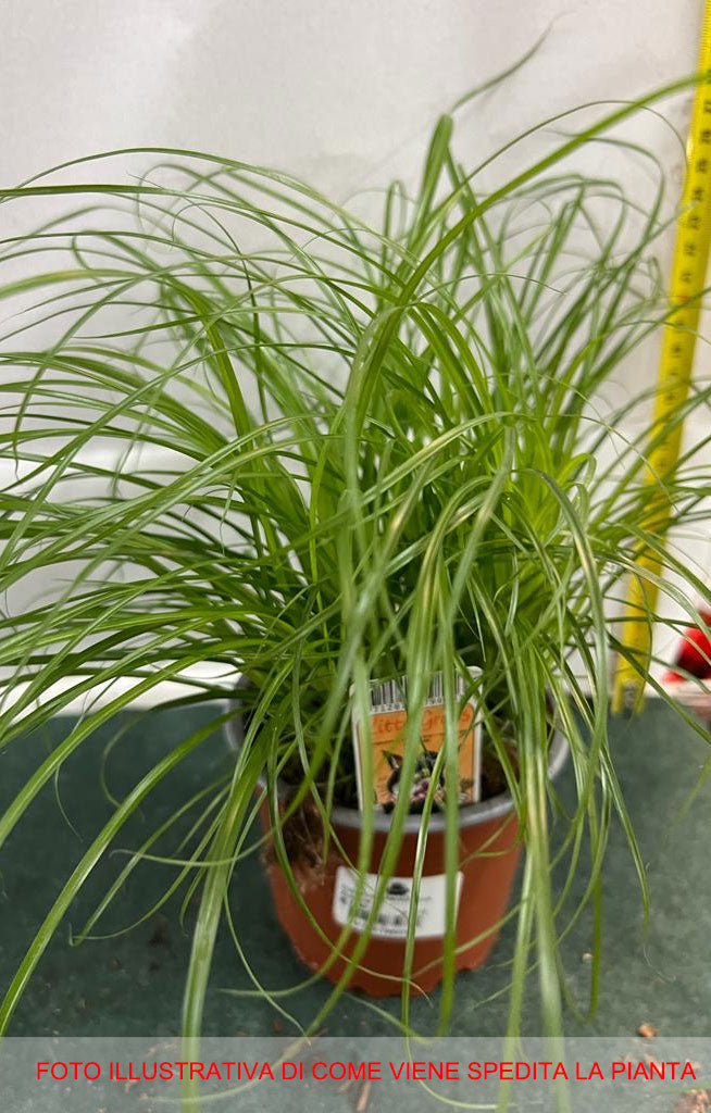 CYPERUS ALTERNIFOLIUS ZUMULA IN VASO 12CM