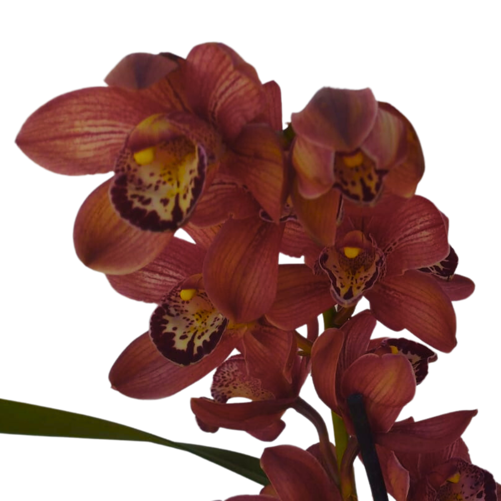 ORCHIDEA CYMBIDIUM BEAUTY ROY ROSSO VASO 14CM