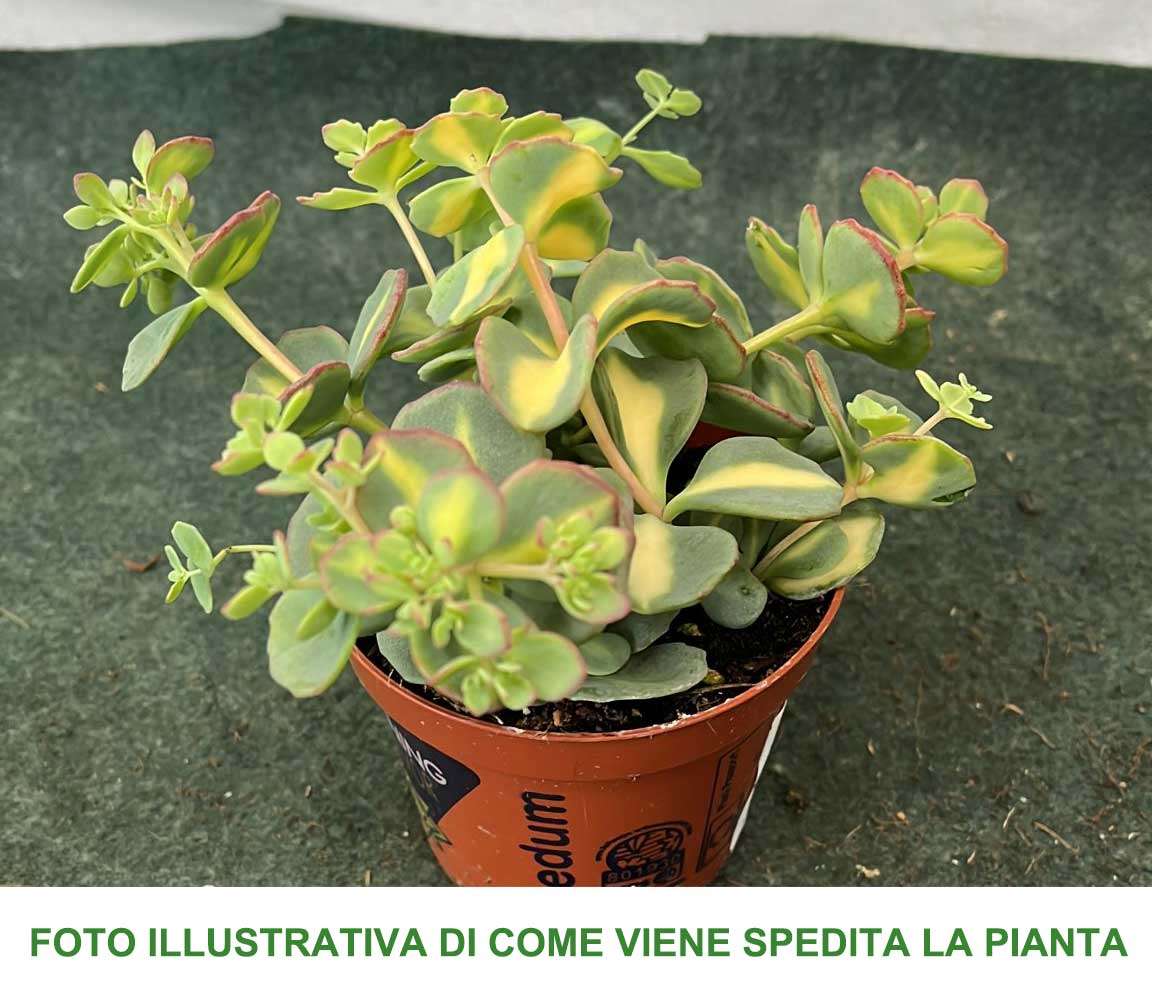 3 PIANTE DI SEDUM SIEBOLDII MEDIOVARIGATUM VASO 9CM