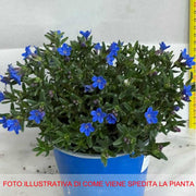 LITHODORA VASO 14CM