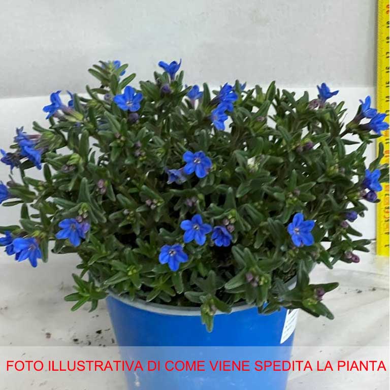 LITHODORA VASO 14CM
