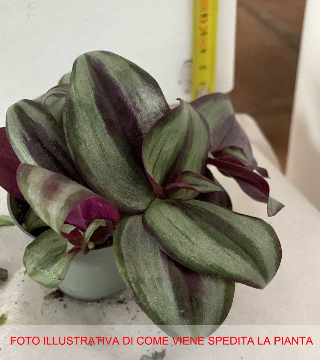 TRADESCANTIA ZEBRINA PINK JOY VASO 6CM