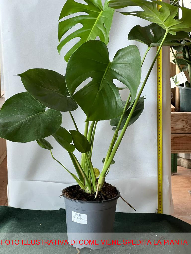 MONSTERA DELICIOSA VASO 14CM