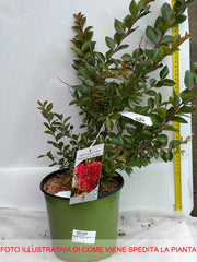 LAGERSTROEMIA INDICA RASPBERRY ALL THE BEST VASO 18CM