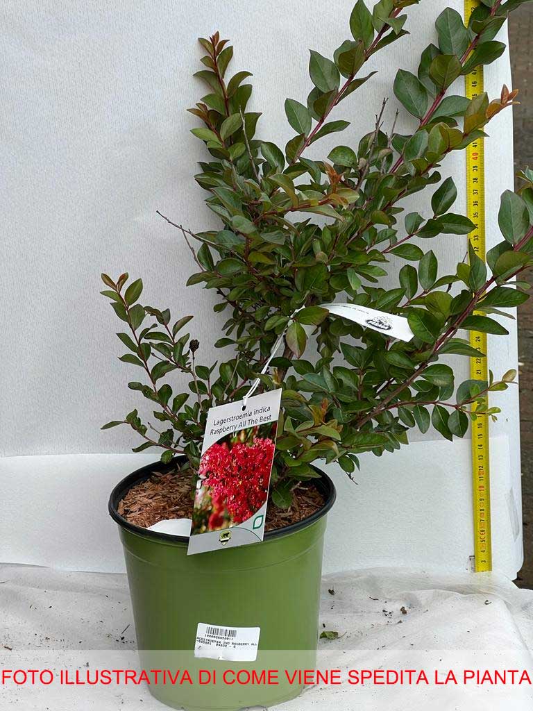 LAGERSTROEMIA INDICA RASPBERRY ALL THE BEST VASO 18CM