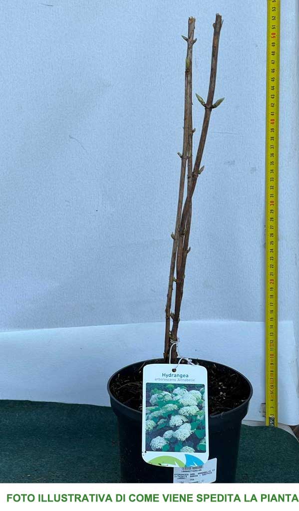 ORTENSIA HYDRANGEA ARBORESCENS ANNABELLE VASO 17CM