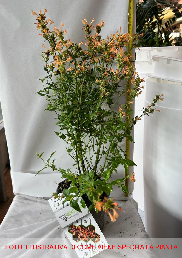 AGASTACHE POQUITO ORANGE VASO 19CM