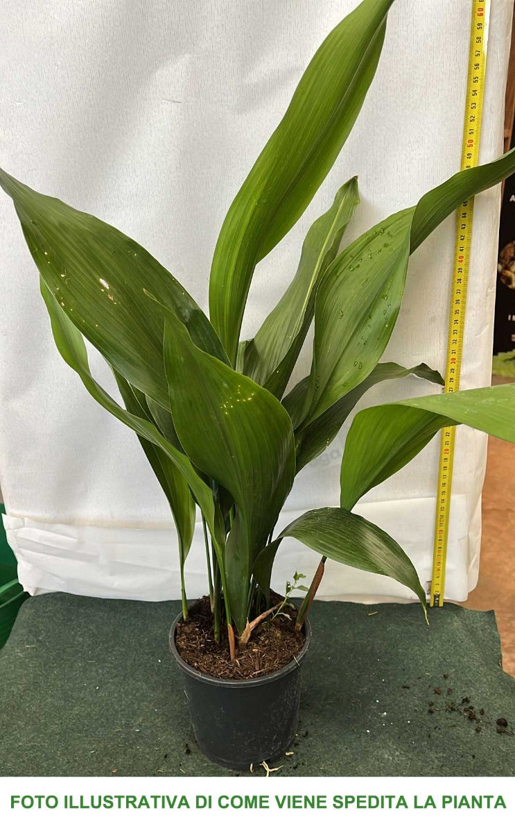 ASPIDISTRA ELATIOR VASO 14CM