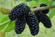 GELSO NERO ANTICO IN VASO 20CM