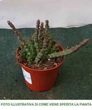 STAPELIA VARIETA' ASSORTITA VASO 8CM