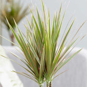 DRACENA MARGINATA BICOLOR TRONCHETTO DELLA FELICITÀ VASO 20CM H80CM