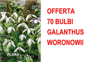 OFFERTA 70 BULBI GALANTHUS WORONOWII