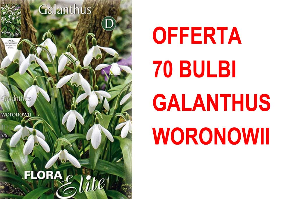 OFFERTA 70 BULBI GALANTHUS WORONOWII