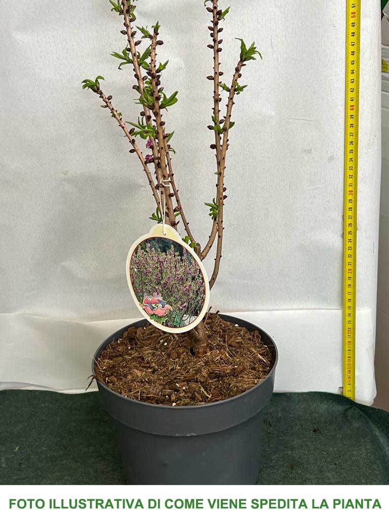 DAPHNE MEZEREUM RUBRA VASO 15CM