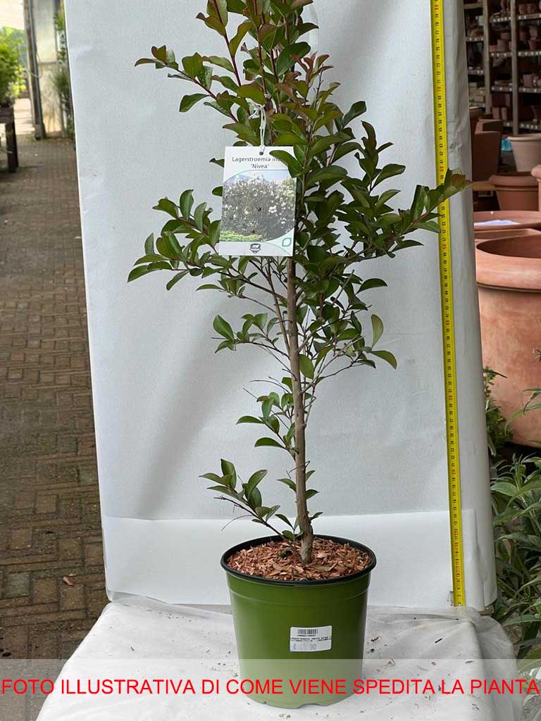 LAGERSTROEMIA INDICA NIVEA VASO 18CM