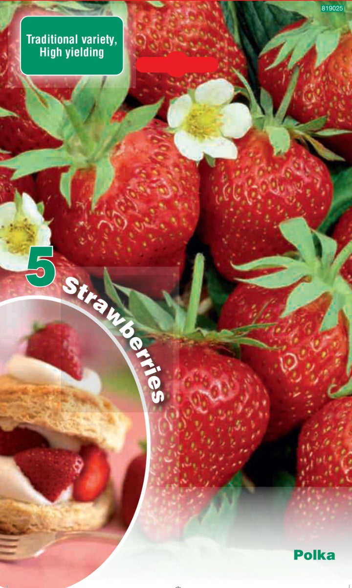 OFFERTA 15 RADICI FRAGOLA POLKA