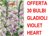 OFFERTA 30 BULBI GLADIOLO A FIORI GRANDI VIOLET HEART