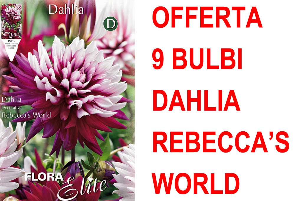 OFFERTA 9 BULBI DAHLIA DECORATIVE REBECCA'S WORLD