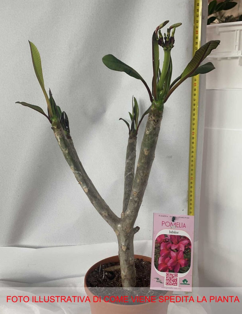 PLUMERIA POMELIA JUBILEE IN VASO 18CM