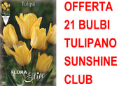 OFFERTA 21 BULBI TULIPANO MULTIFIORI SUNSHINE CLUB