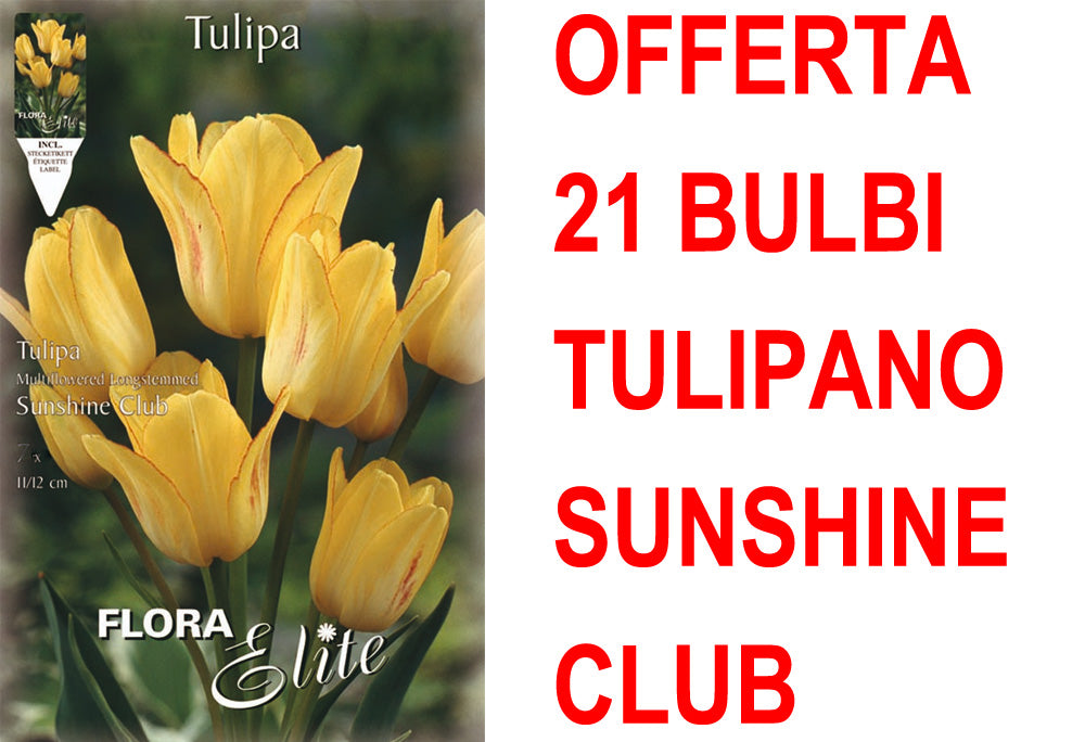 OFFERTA 21 BULBI TULIPANO MULTIFIORI SUNSHINE CLUB