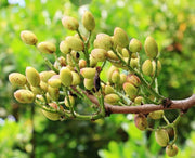 PISTACIA VERA PIANTA MASCHIO IN VASO 15CM