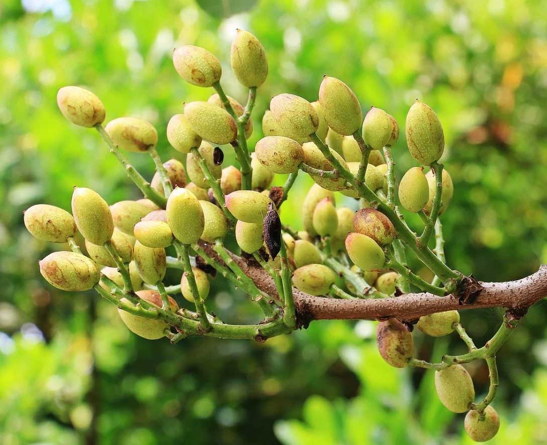 PISTACIA VERA PIANTA FEMMINA IN VASO 15CM