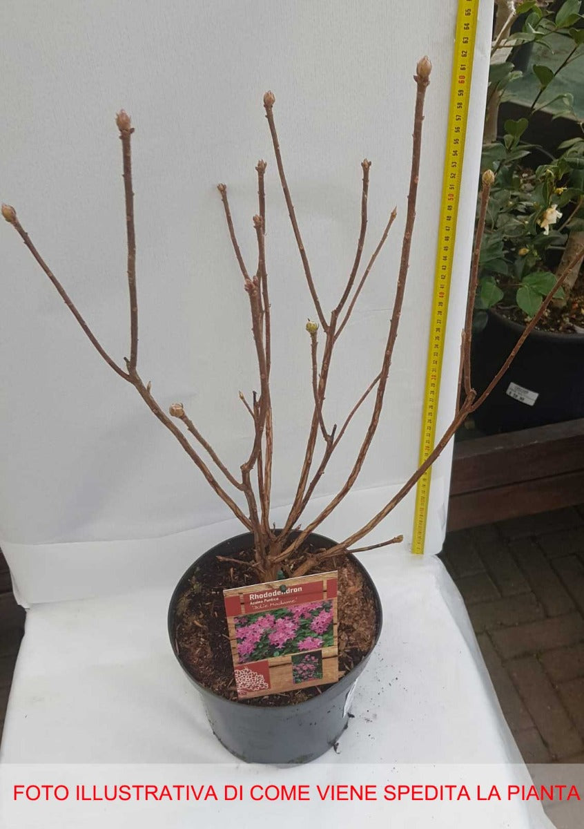 AZALEA MOLLIS JOLIE MADAME VASO 21CM