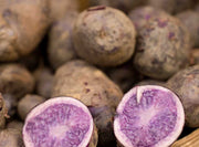 PATATA VIOLETTE DA SEMINARE 10 TUBERI