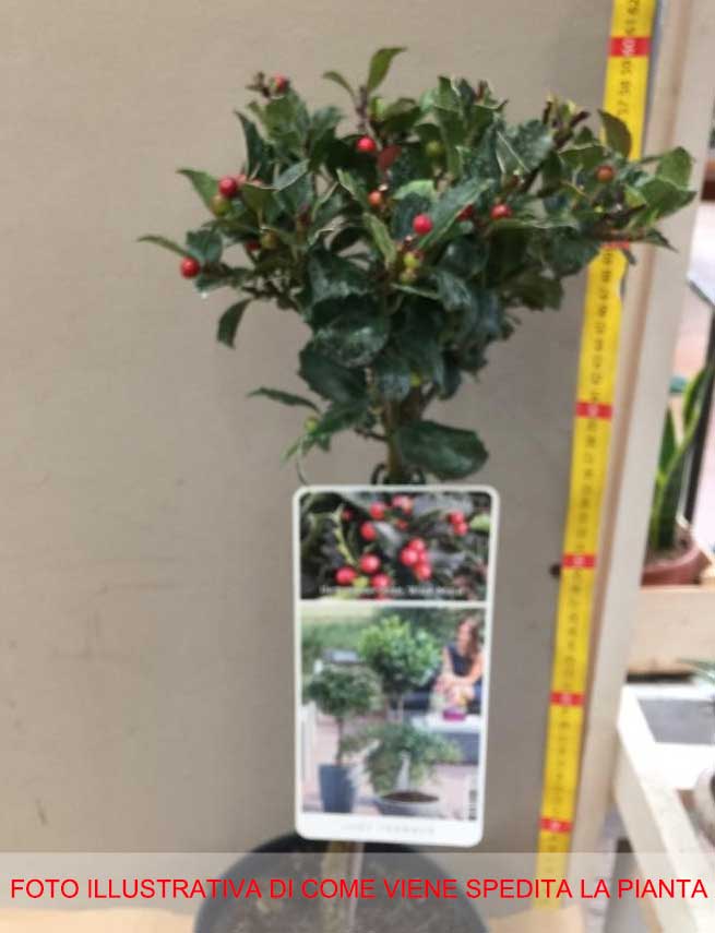 ILEX AGRIFOGLIO MESERVEAE BLUE MAID VASO 17CM