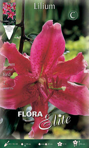 LILIUM ORIENTAL RED (CONFEZIONE DA 2 BULBI)
