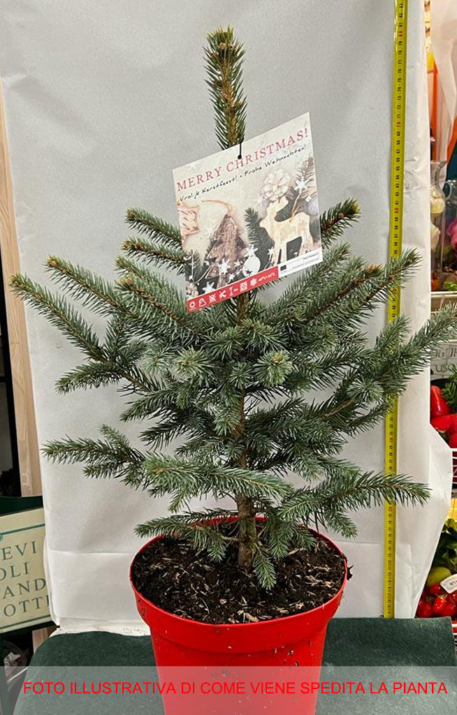 PICEA PINO ARGENTATO IN VASO 26CM CONIFERA NANA