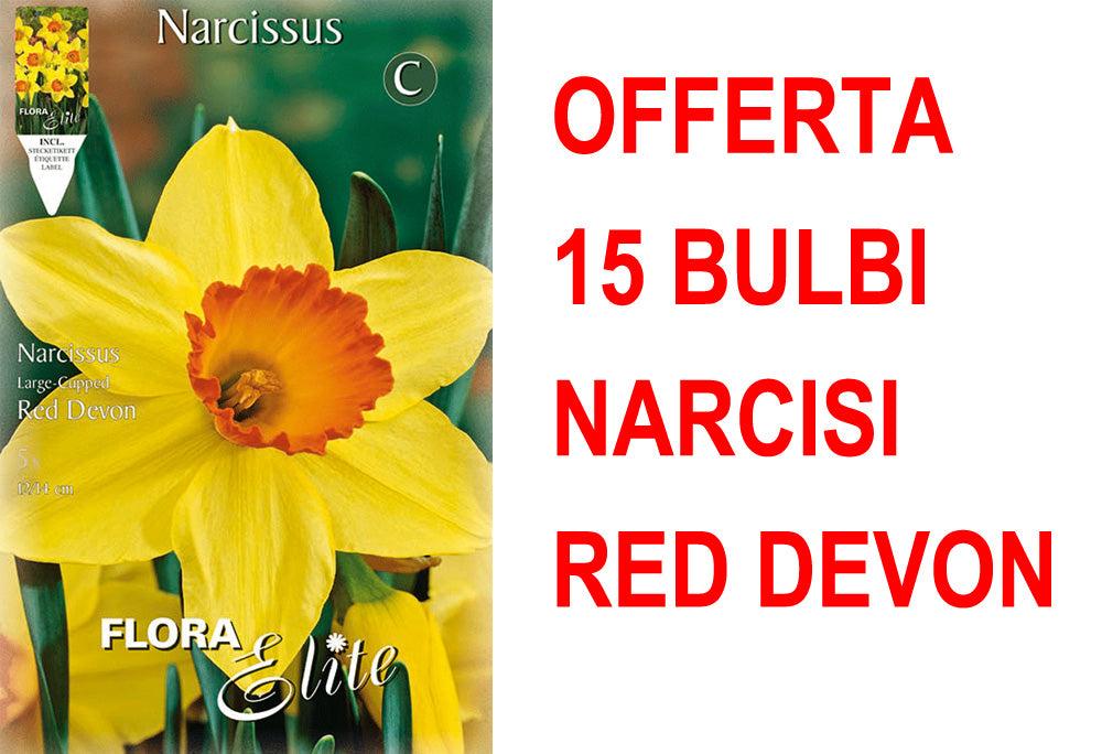 OFFERTA 15 BULBI NARCISO LARGE-CUPPED RED DEVON