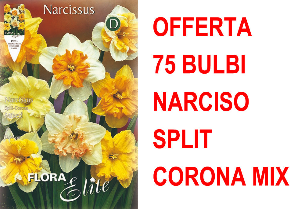 OFFERTA 75 BULBI NARCISO SPLIT CORONA MIX DI COLORI